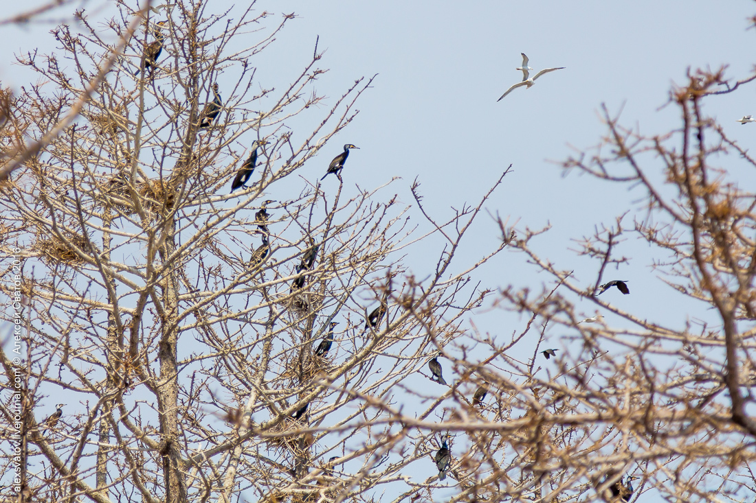 cormorant share - My, Birds, Cormorants, Buryatia, Longpost