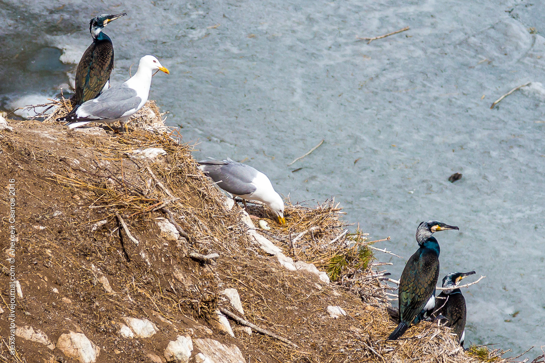 cormorant share - My, Birds, Cormorants, Buryatia, Longpost