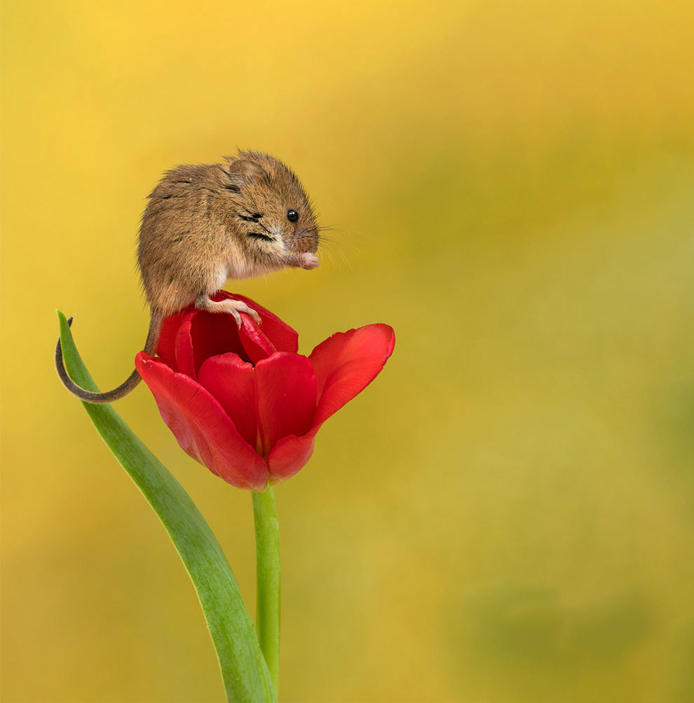 mice in tulips - Animals, Mouse, Flowers, Tulips, Milota, The photo, Longpost