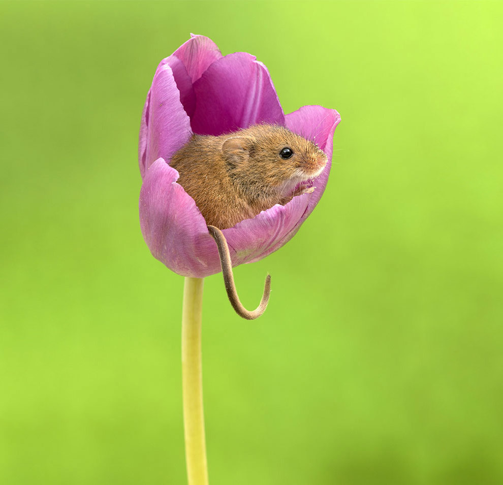 mice in tulips - Animals, Mouse, Flowers, Tulips, Milota, The photo, Longpost