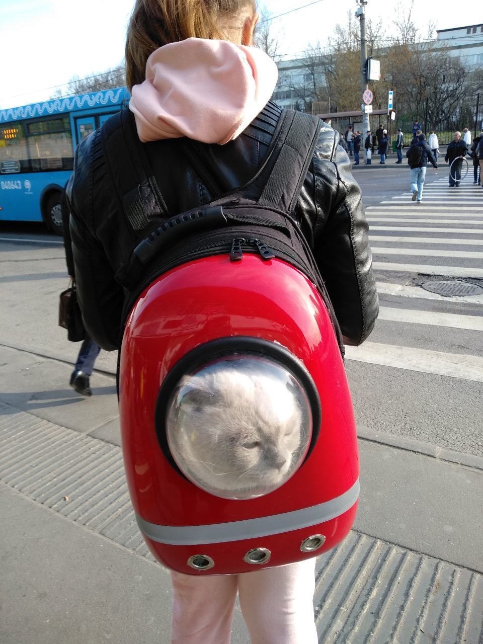 The cat and his rickshaw. - cat, Walk, Backpack