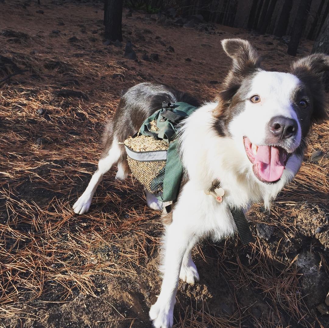 Three dogs with special backpacks help restore vegetation in the burned forests of Chile (4 photos) - Chile, Dog, Border Collie, Forest, Fire, Longpost