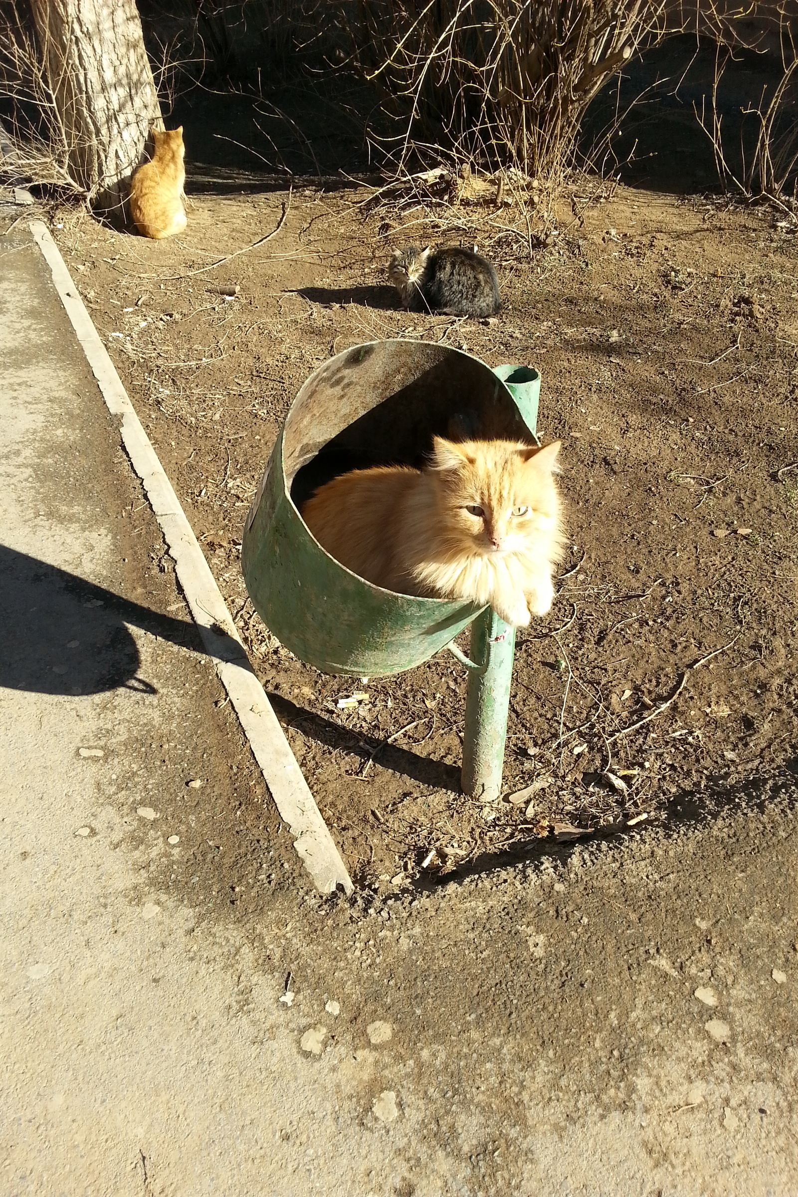 Кот помойный