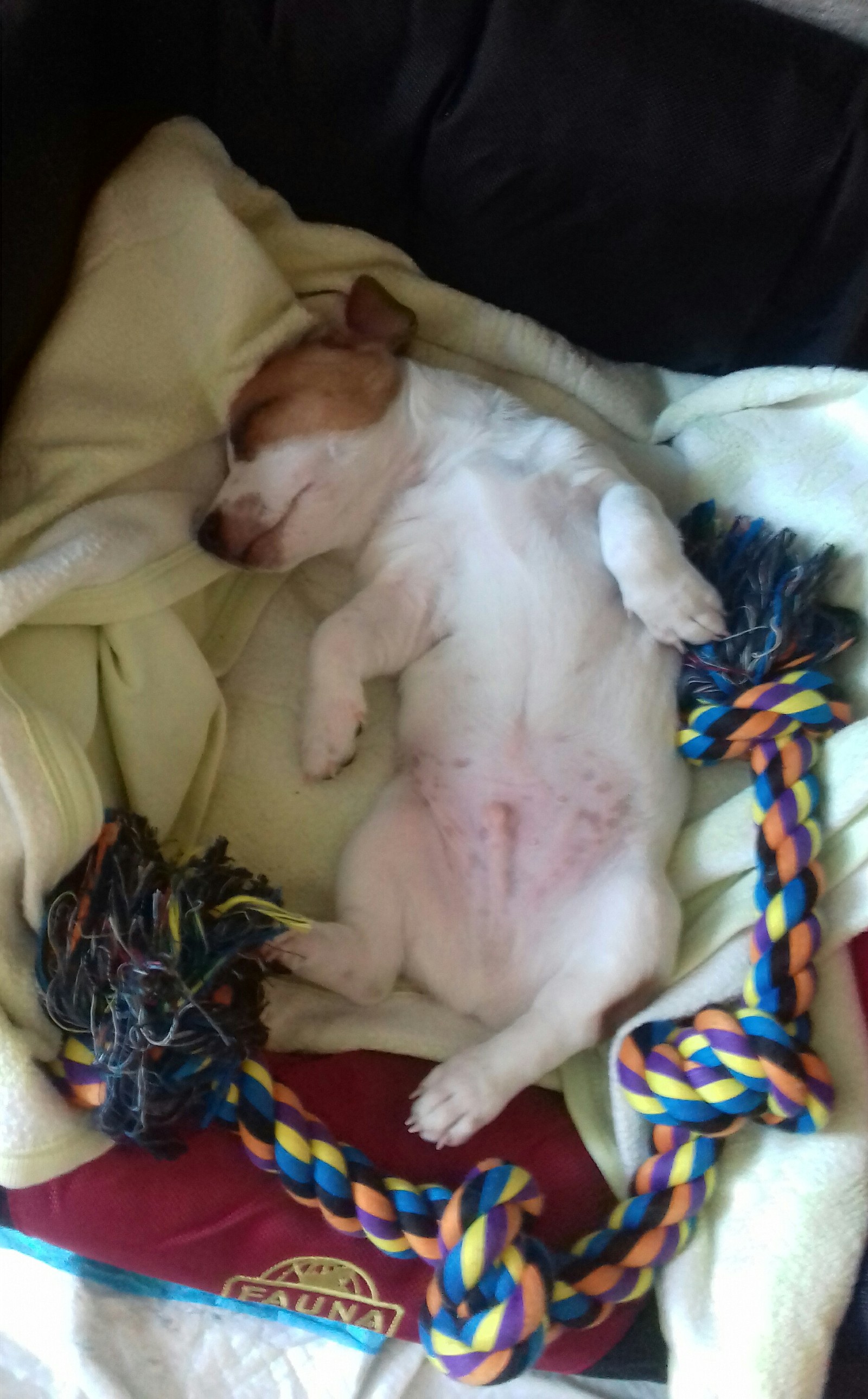 Replenishment in the family - My, Puppies, Jack Russell Terrier, Milota, Nipper, Longpost, Dog