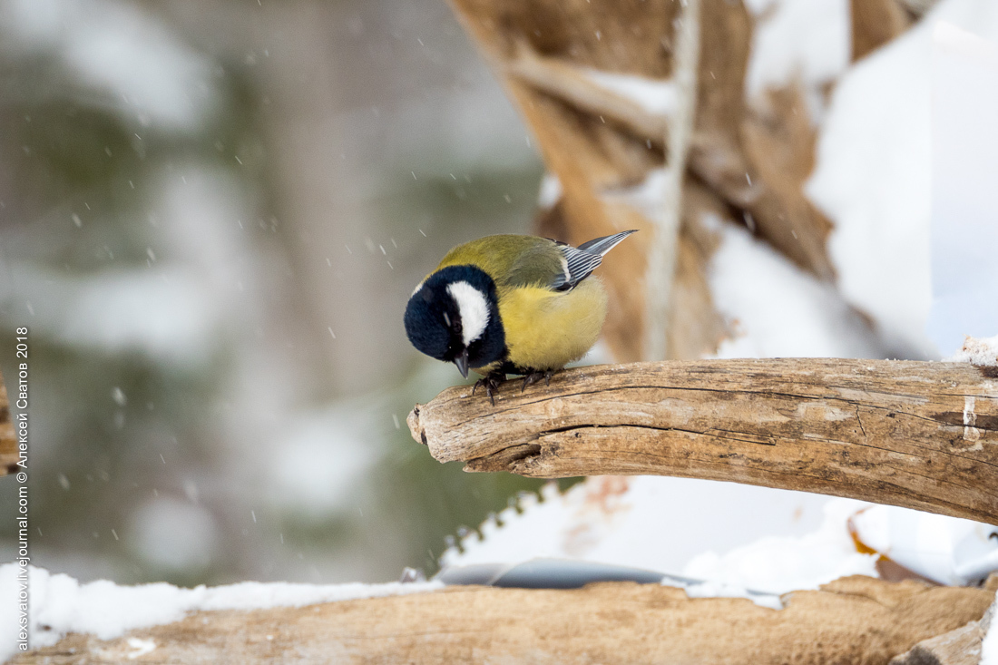 brain-eating - My, Birds, Tit, Video, Longpost