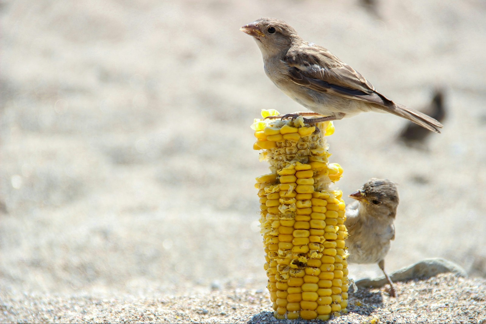 Sparrows - My, Canon, The photo, Sparrow, 