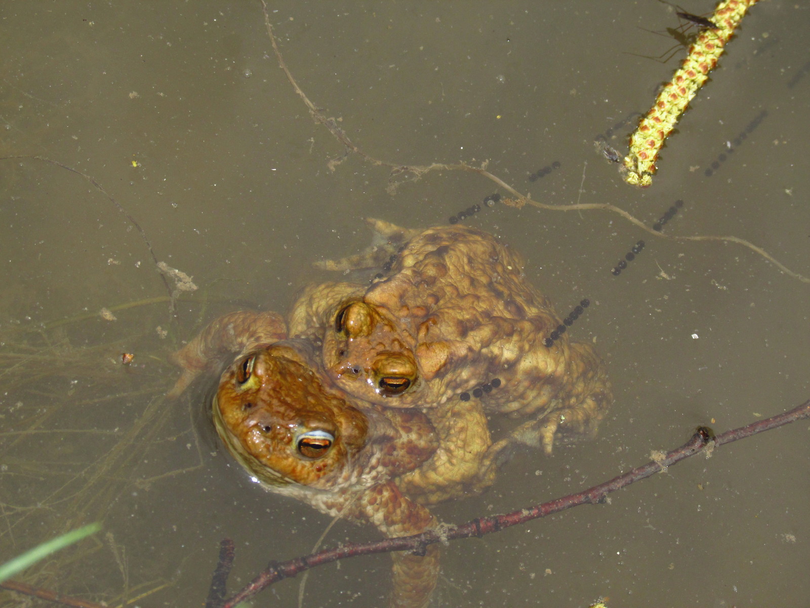 Смертельная страсть. - Моё, Природа, Весна, Bufo bufo, Интересное, Фотография, Длиннопост