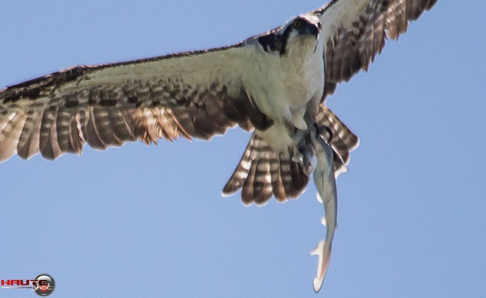 Prey eats prey that eats prey =) - Food chain, Animals, Shark, A fish, Birds, USA, Longpost