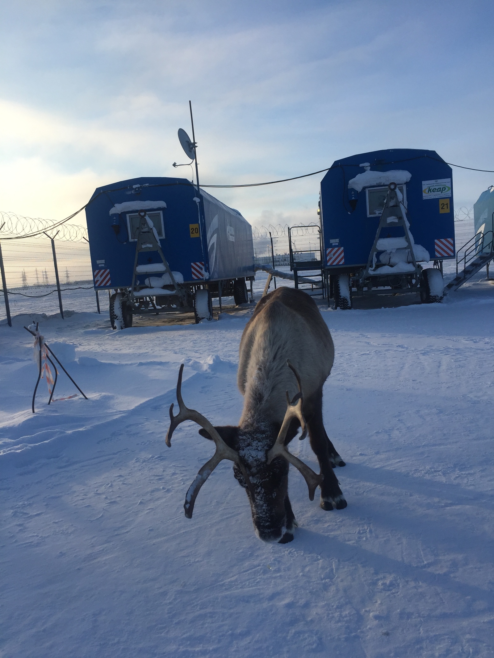 A reindeer came to the Rotational Camp in the middle of the tundra to take a picture! - My, Deer, Tundra, North, Novy Port, Khanty, Nature, Oil workers, Longpost, Deer