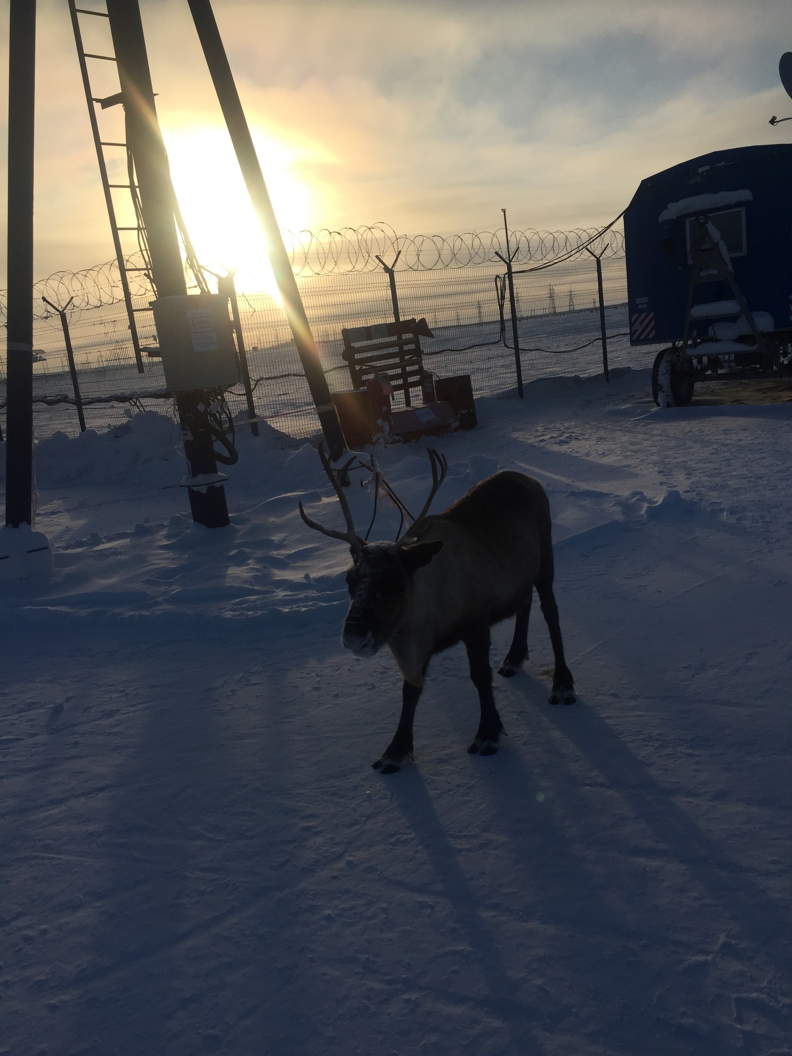 A reindeer came to the Rotational Camp in the middle of the tundra to take a picture! - My, Deer, Tundra, North, Novy Port, Khanty, Nature, Oil workers, Longpost, Deer