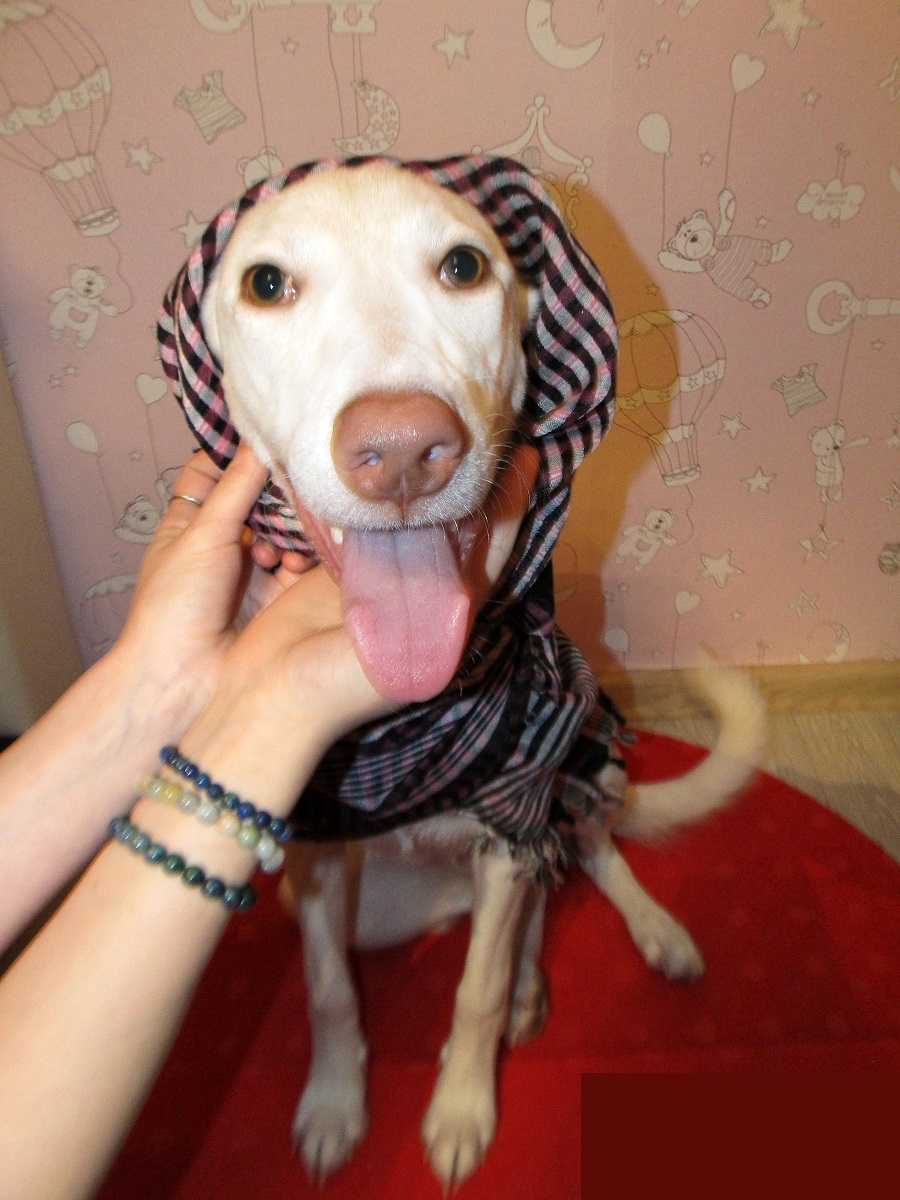 Urgently need a host (kind hands) - Dog, In good hands, Animals, Pets, Moscow, For free, Help, Found a dog, Longpost, Is free