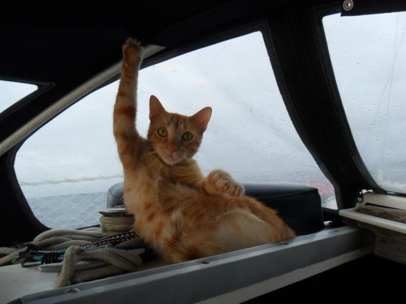 Cats on board the yacht on a long voyage. Part 3 - My, Sergey Morozov, Marine stories, Yacht, , Travels, cat, Longpost