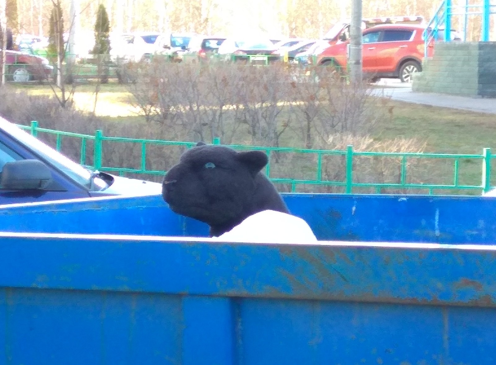 Suddenly - My, Soft toy, Suddenly, Animals, Black Panther, Trash heap, Bagheera