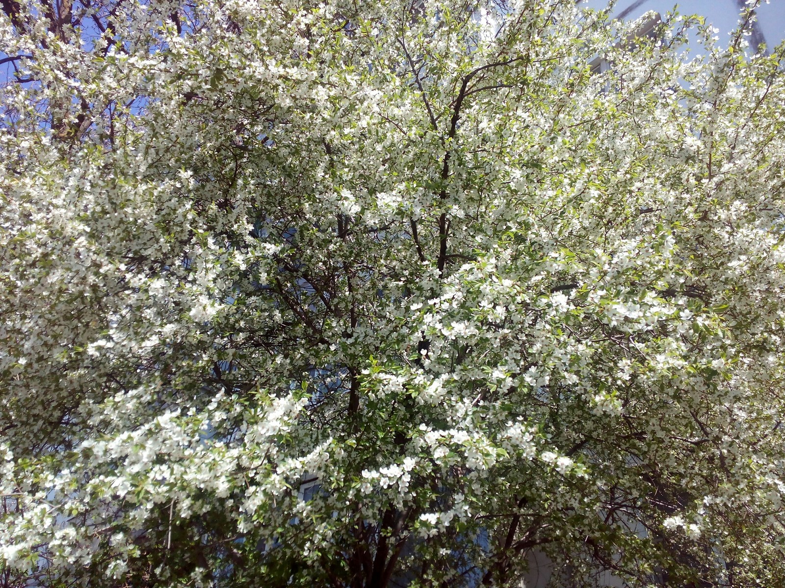 Everything blooms and smells - My, Spring, Flowers, The photo