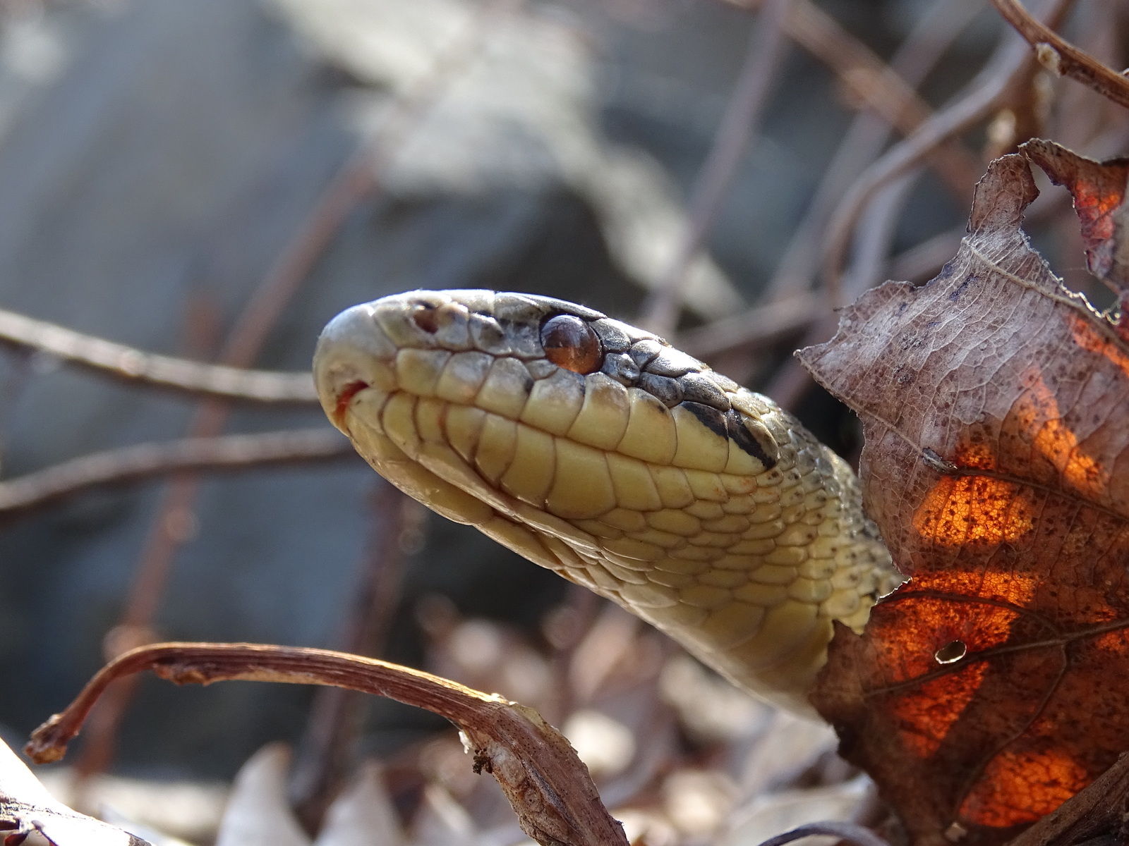 My second meeting with the Patterned snake, on Senka's hat (04/26/18) - My, Snake, Patterned Runner, Primorsky Krai, Oktyabrsky District, Senkina hat, Longpost