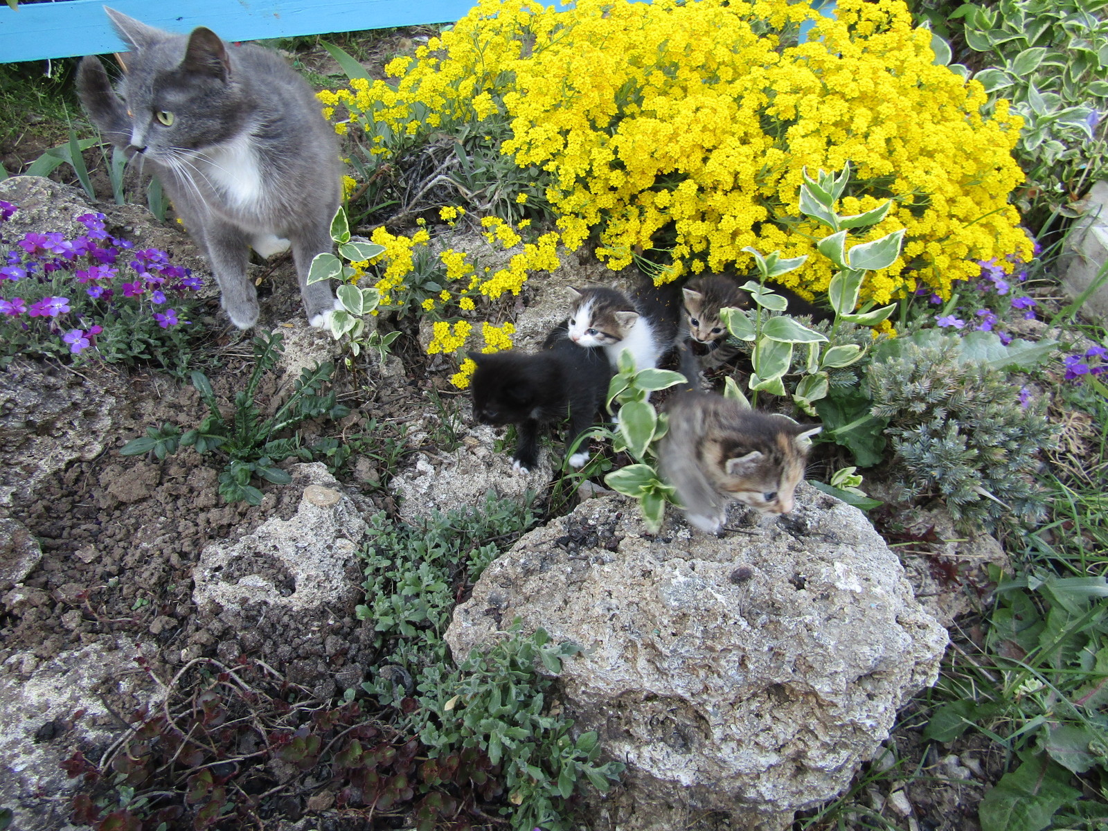 A little bit of spring and catness - My, cat, Spring, My, Nature, Longpost