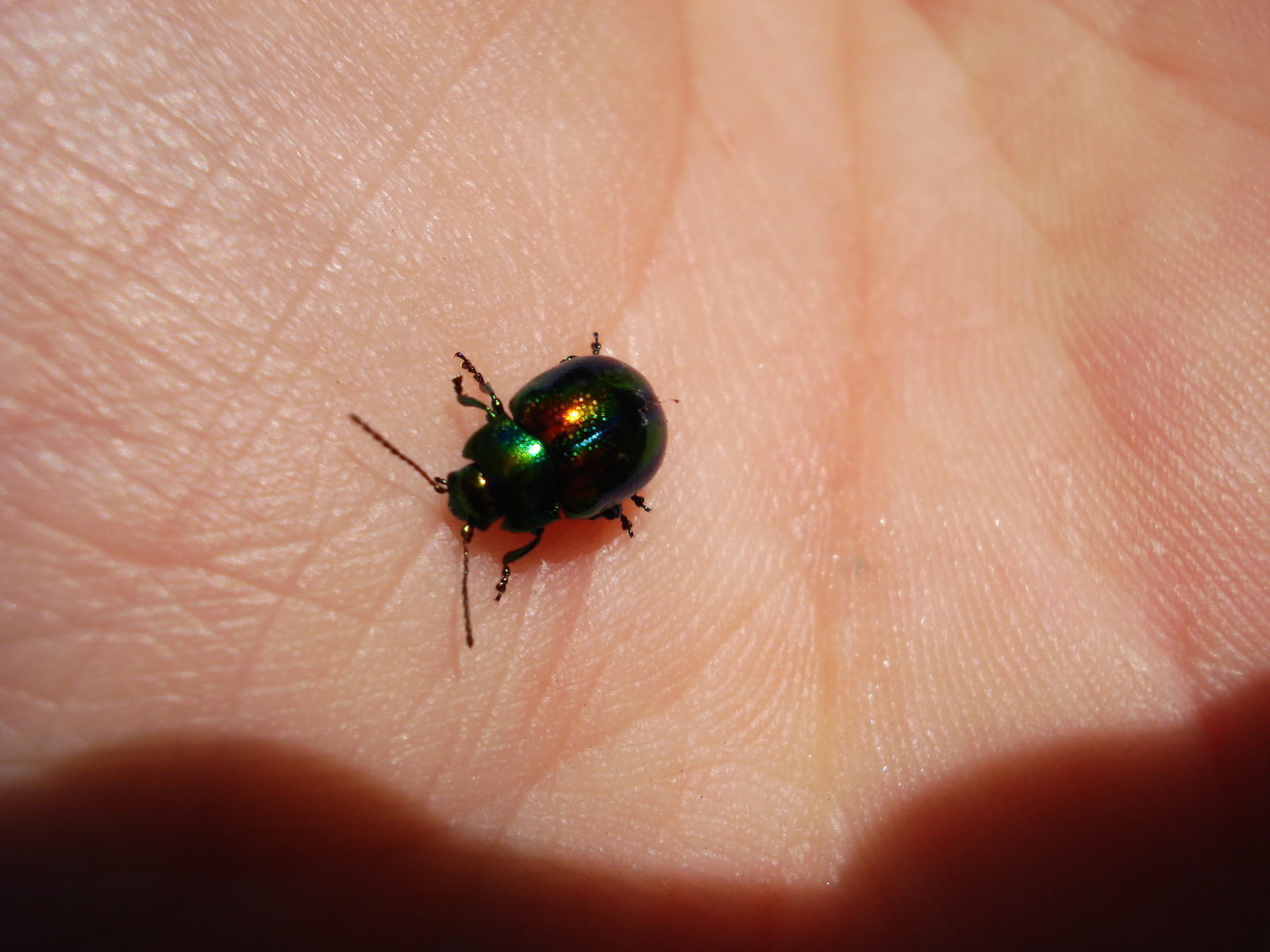 Lami leaf beetle - My, , Spring, Botanical Garden, Krivoy Rog