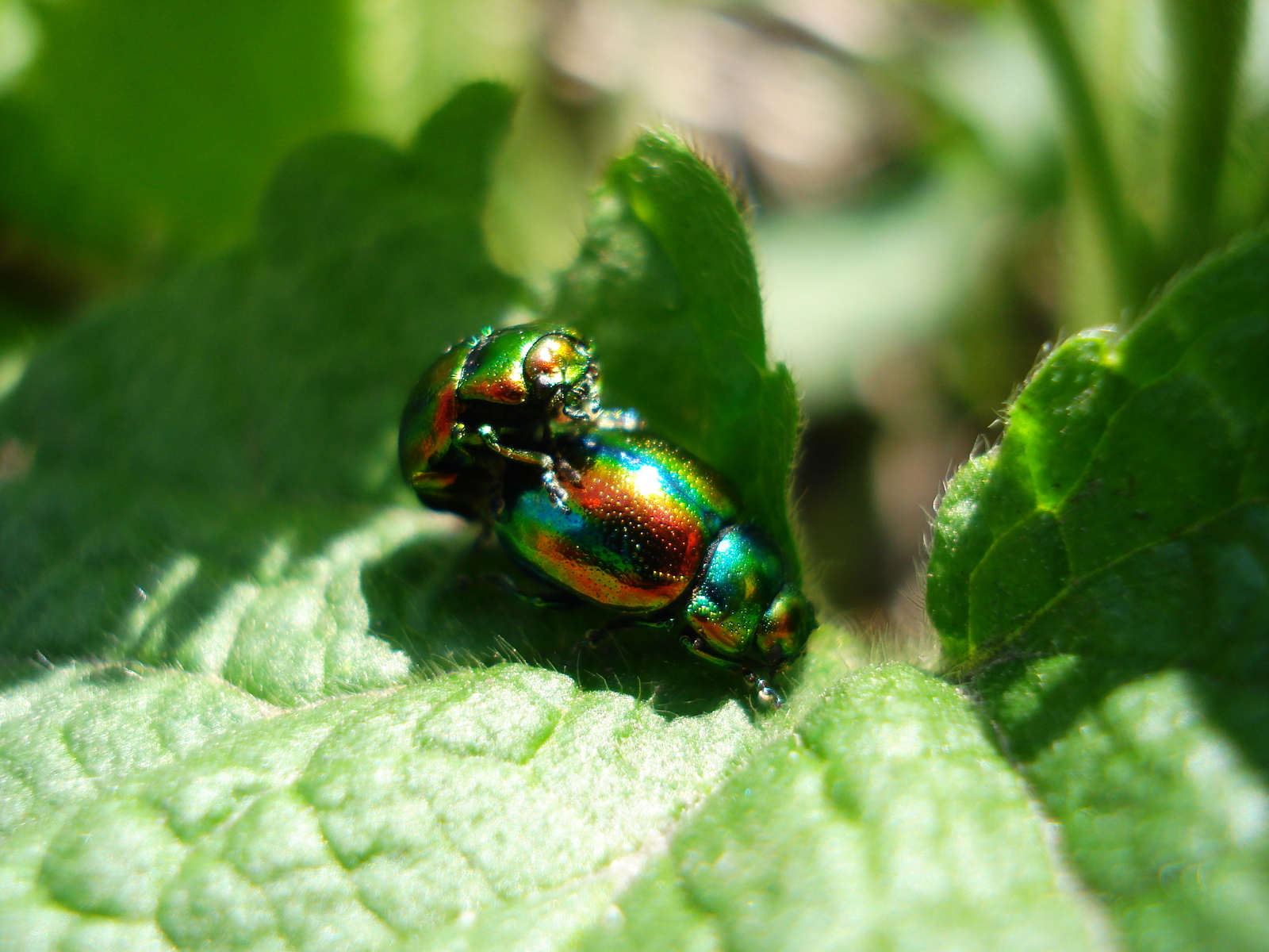 Lami leaf beetle - My, , Spring, Botanical Garden, Krivoy Rog