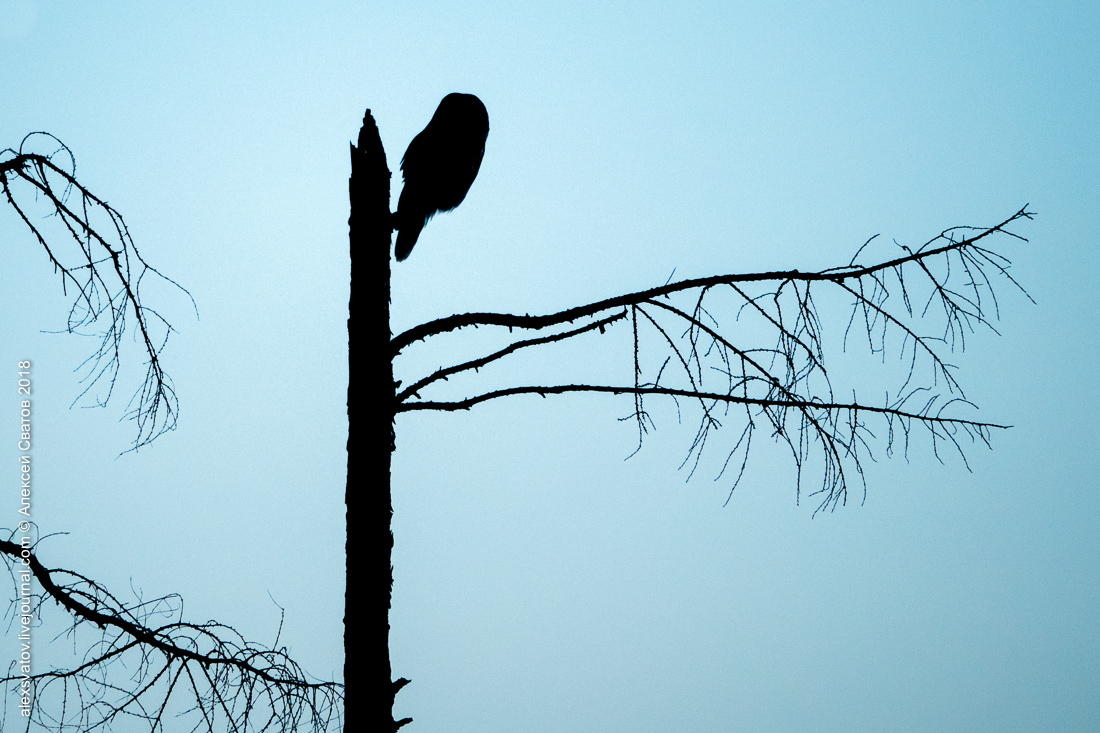 Tawny Owl - My, Birds, Owl, Long-tailed owl, Longpost