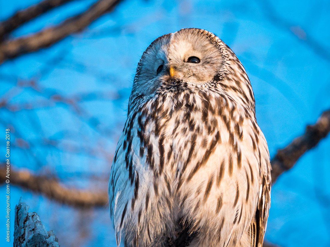 Tawny Owl - My, Birds, Owl, Long-tailed owl, Longpost