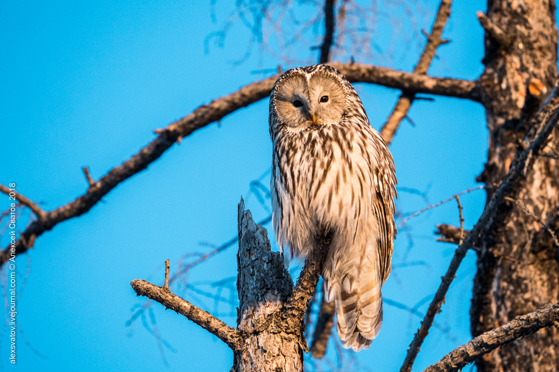 Tawny Owl - My, Birds, Owl, Long-tailed owl, Longpost