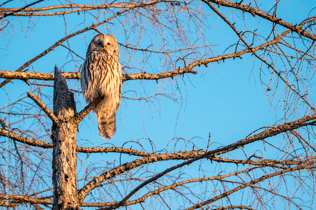 Tawny Owl - My, Birds, Owl, Long-tailed owl, Longpost