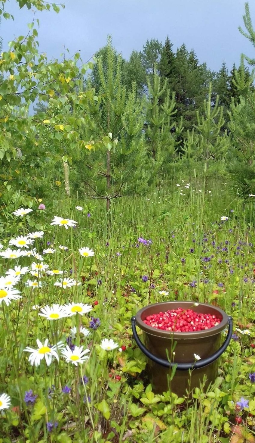 Strawberry - Berries, Summer, Polyana, Strawberry, The photo