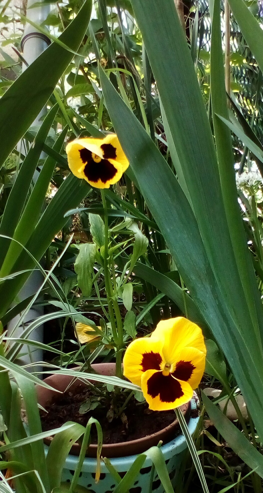 Shh, boy! You're being watched! - My, Flowers, Spring, My