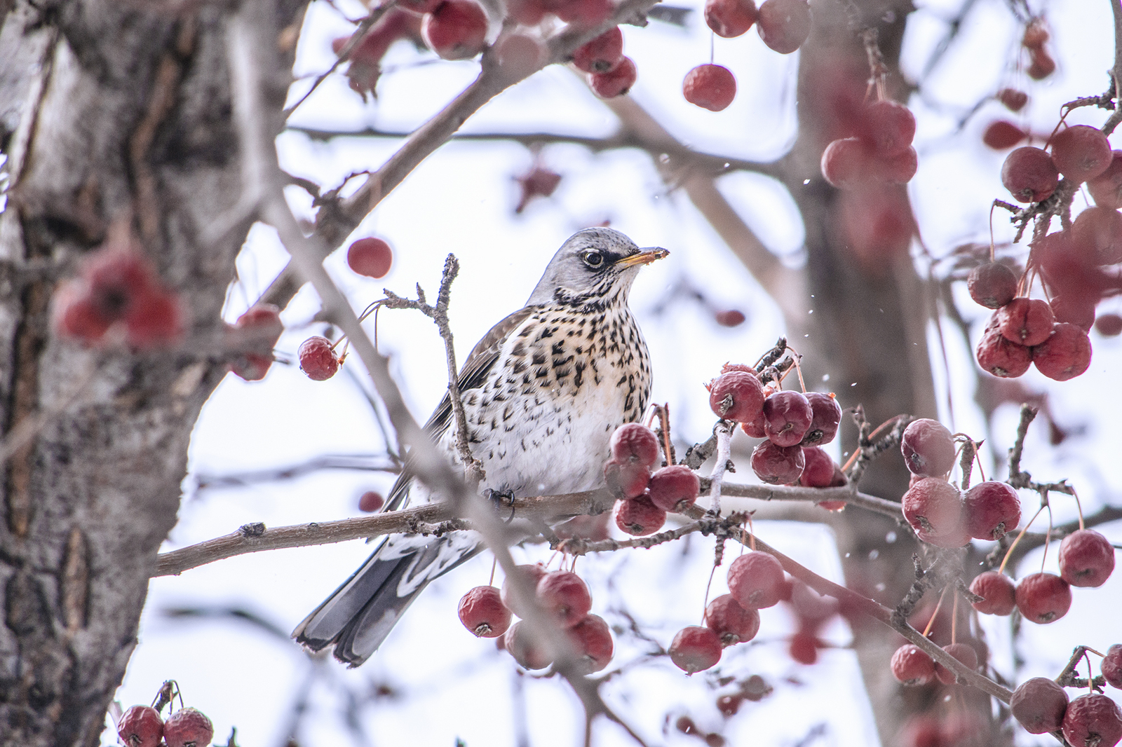 Зимние гости птицы