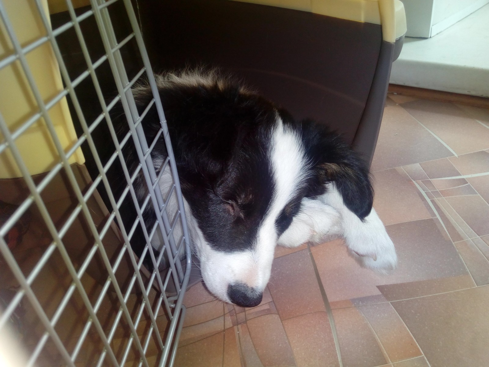 Border corgi, new dog coming - My, Longpost, The photo, Video, Dog, Border Collie, Corgi