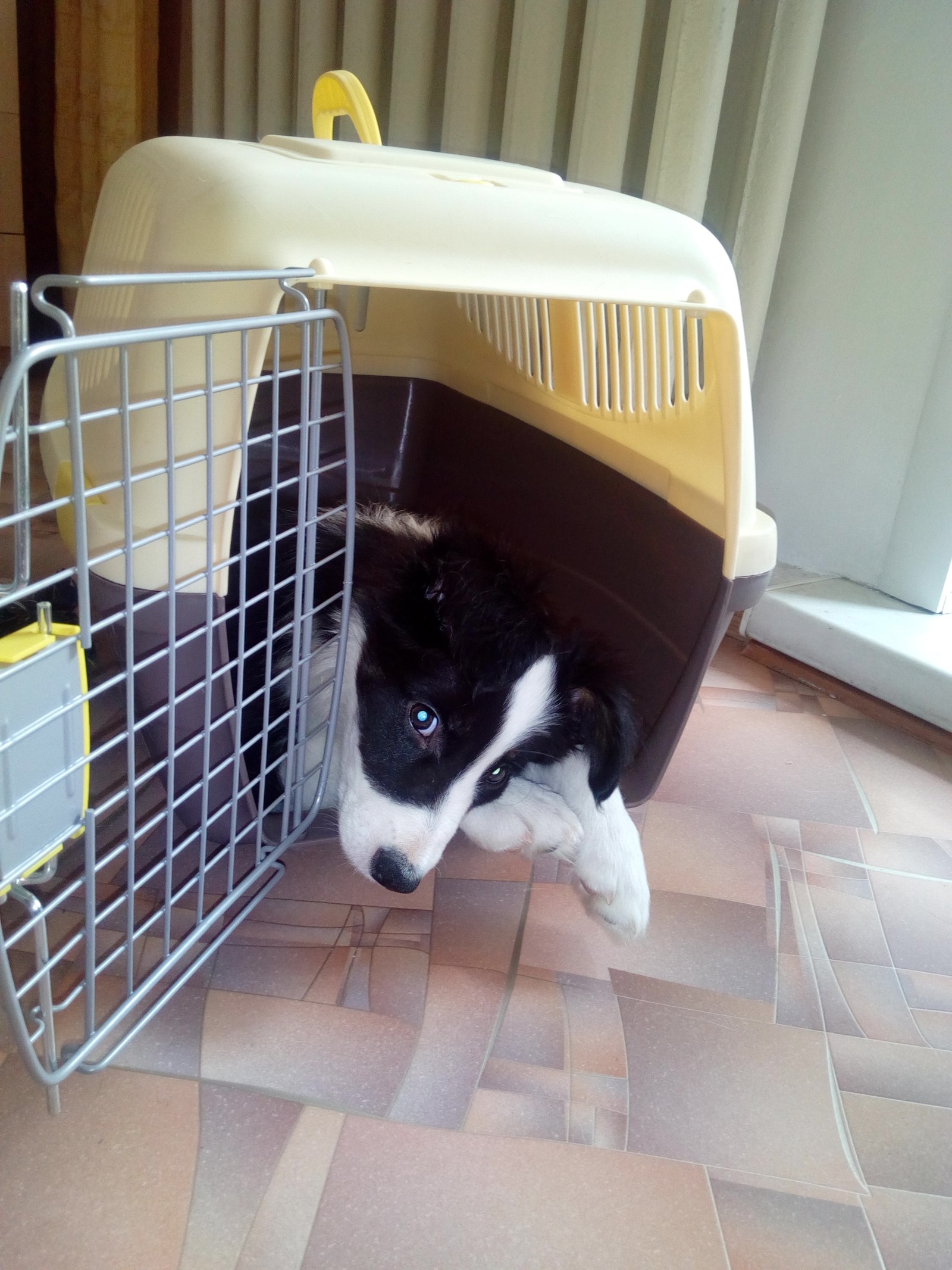 Border corgi, new dog coming - My, Longpost, The photo, Video, Dog, Border Collie, Corgi