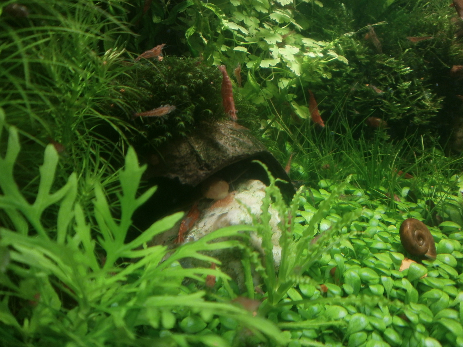 Crayfish with shrimp - My, Aquarium crayfish, Shrimps, Aquarium, Animals, Longpost