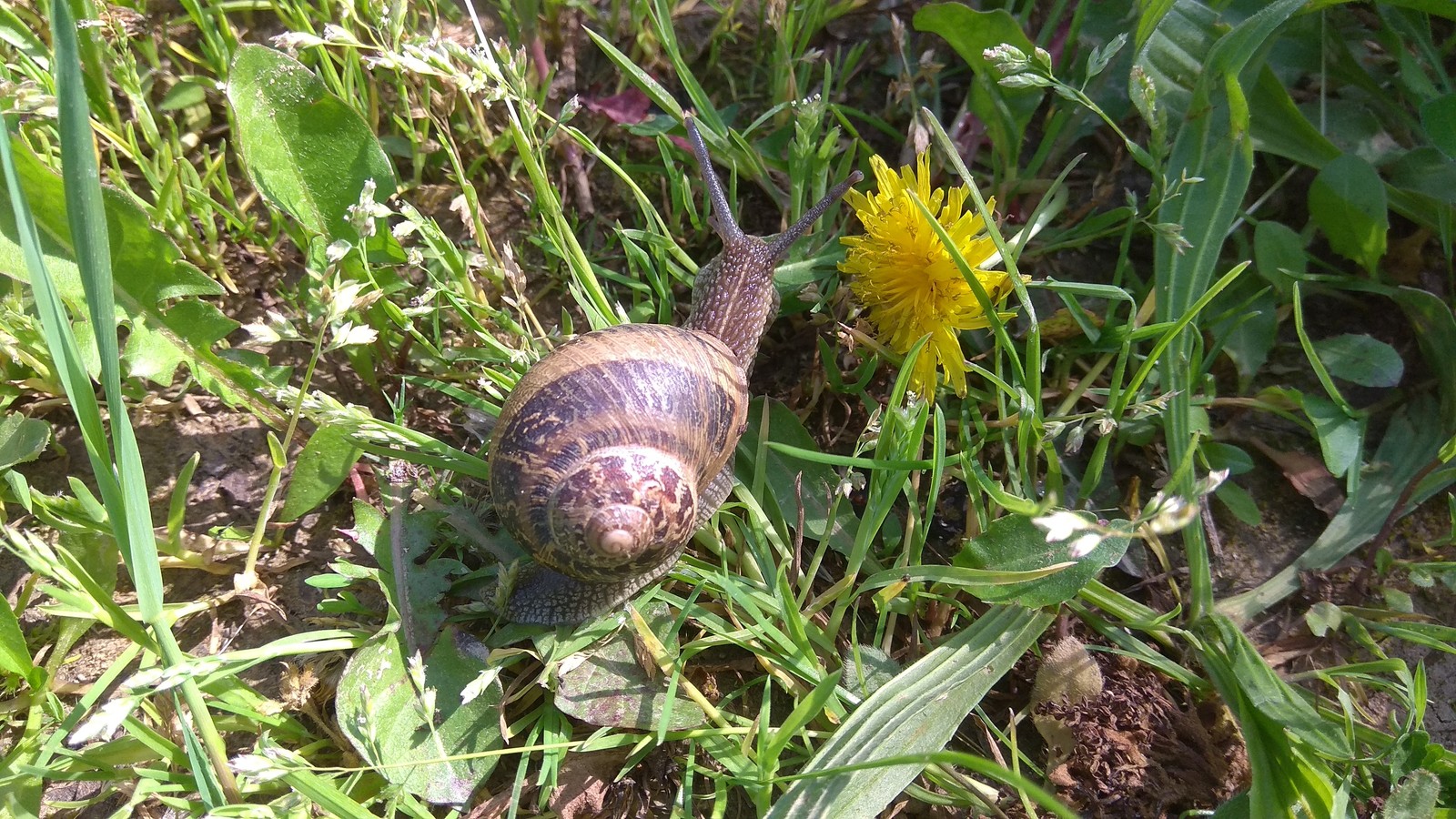 Cute snail in the field - Snail, Field, Italy