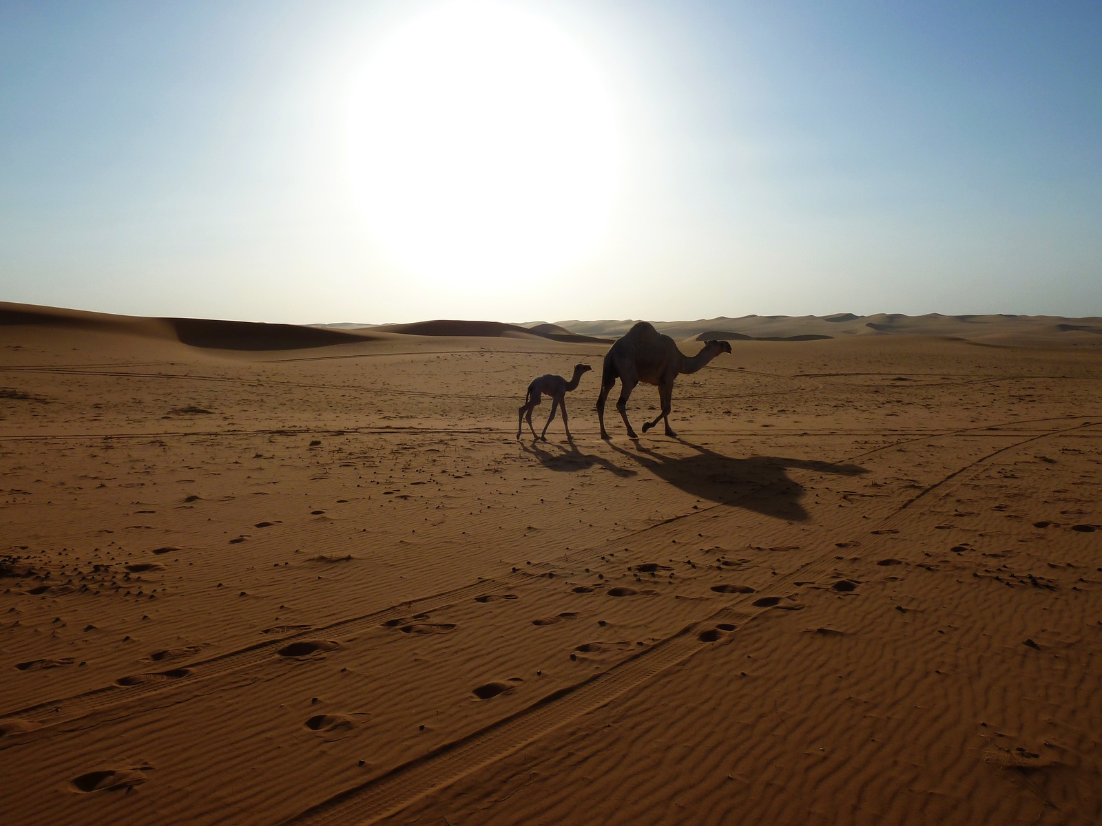 Red dunes are not Mars - My, Saudi Arabia, Desert, Landscape, , Travels, Longpost