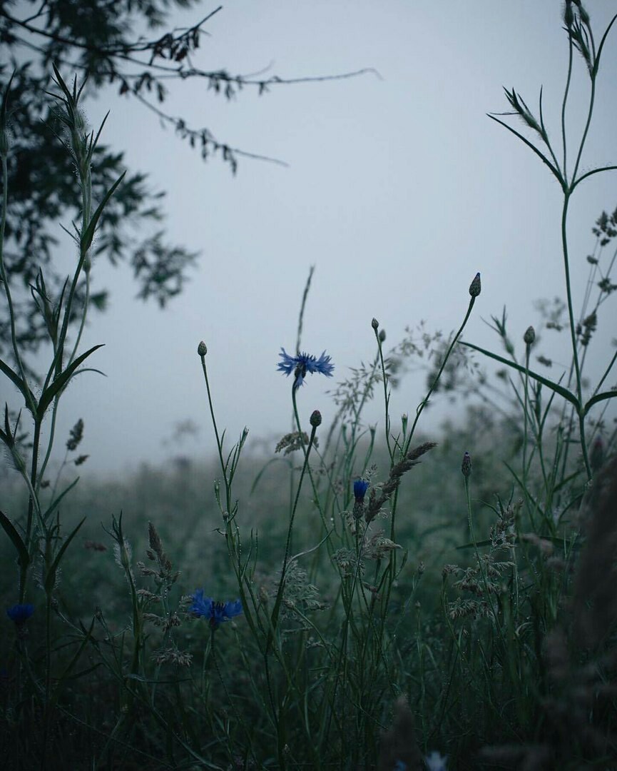 Foggy morning - Forest, Nature, Fog, Morning, Longpost