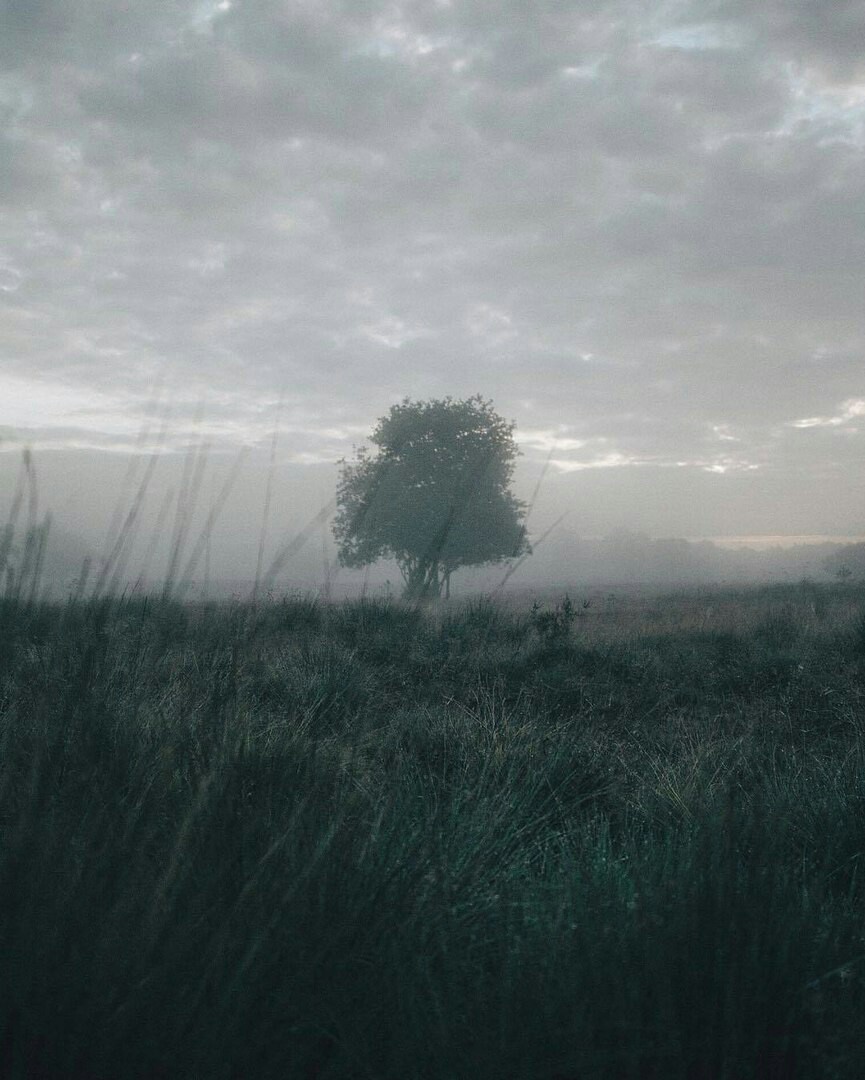 Foggy morning - Forest, Nature, Fog, Morning, Longpost