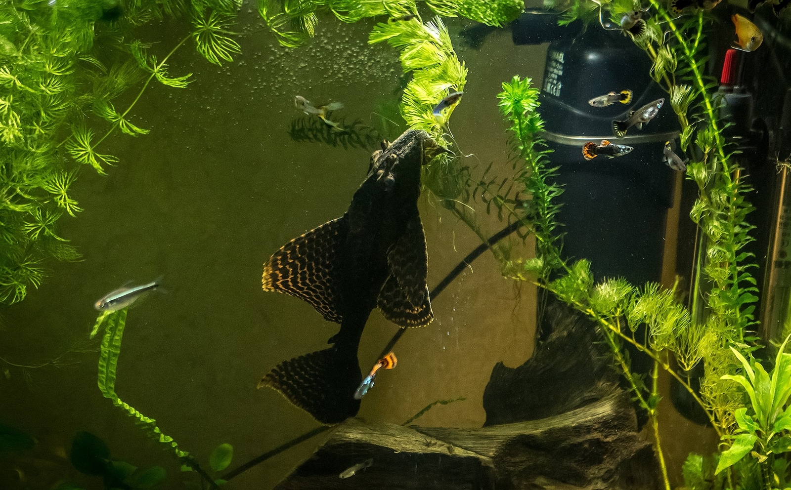 Pterygoplicht, aka brocade catfish. - My, Aquarium, Pterigoplicht, , Bragging, Longpost, Boasting