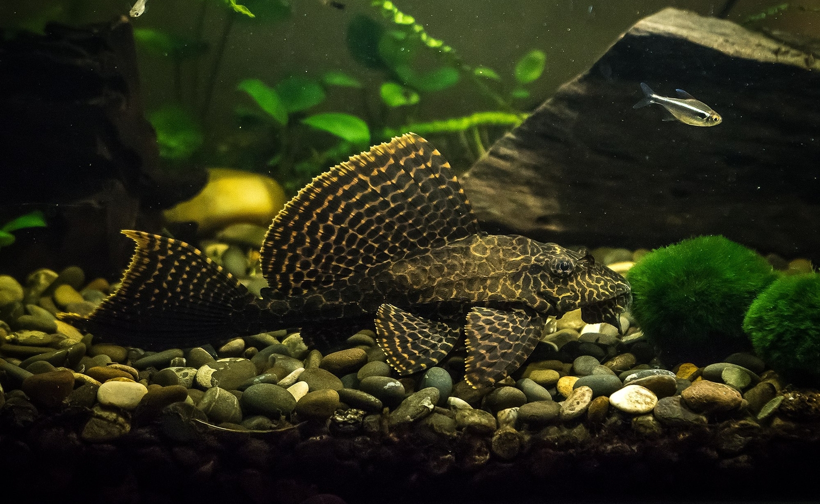 Pterygoplicht, aka brocade catfish. - My, Aquarium, Pterigoplicht, , Bragging, Longpost, Boasting