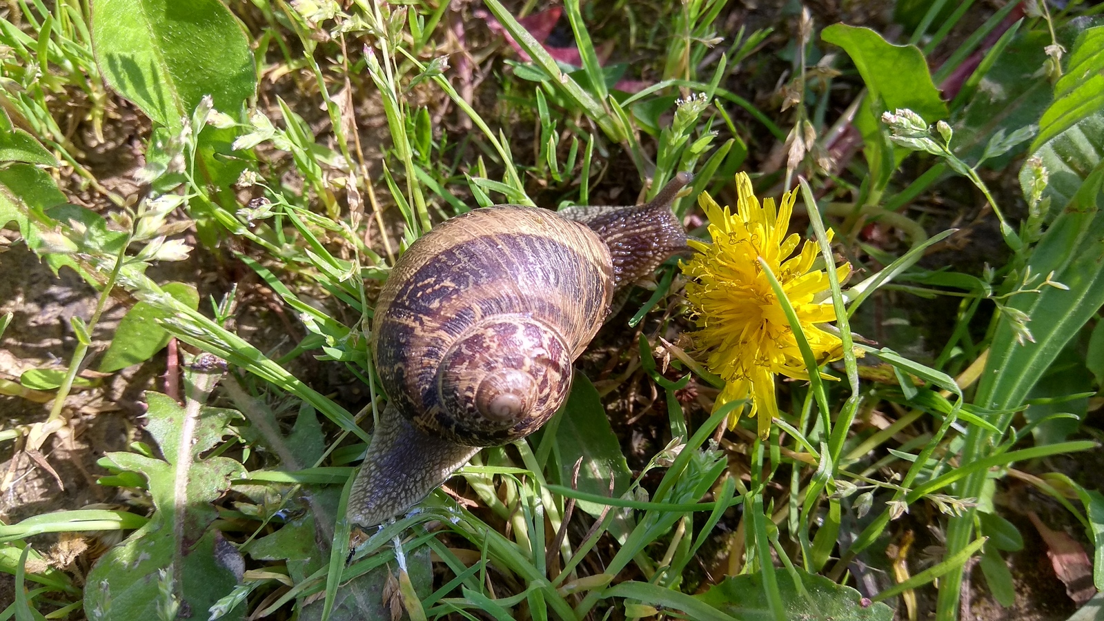 Cute snail in the field - Snail, Field, Italy