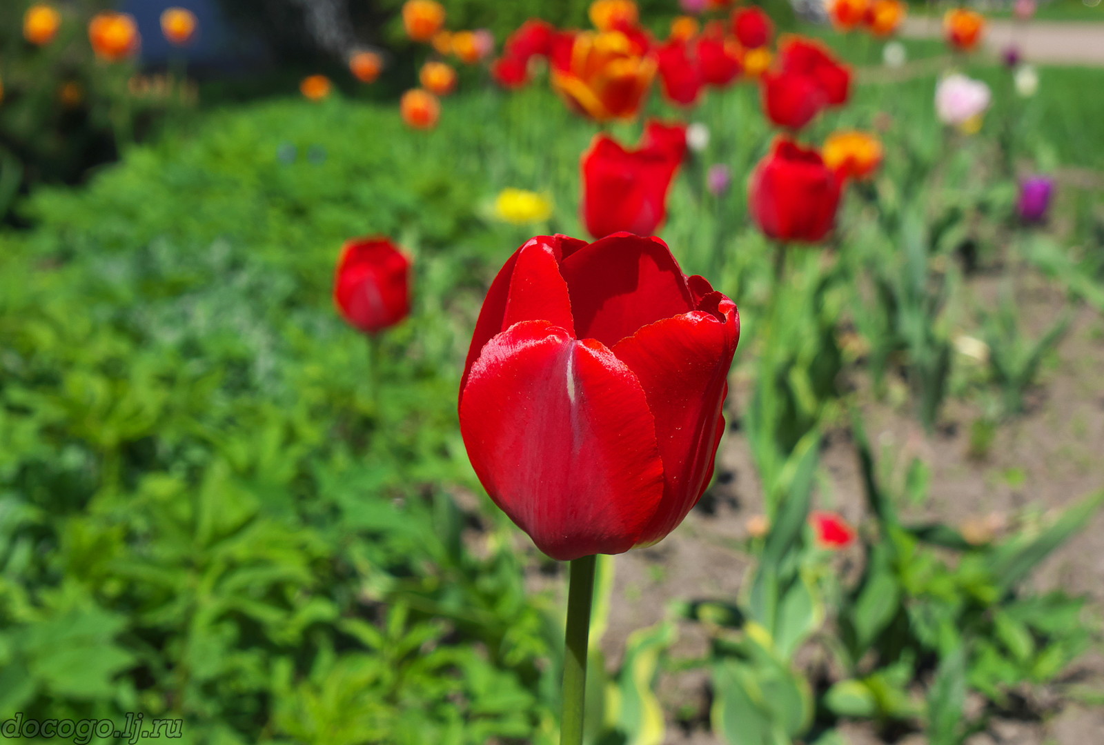 Red-handed spring turnout - My, Spring, Plague spring, Flowers, Kalach-on-Don, Longpost