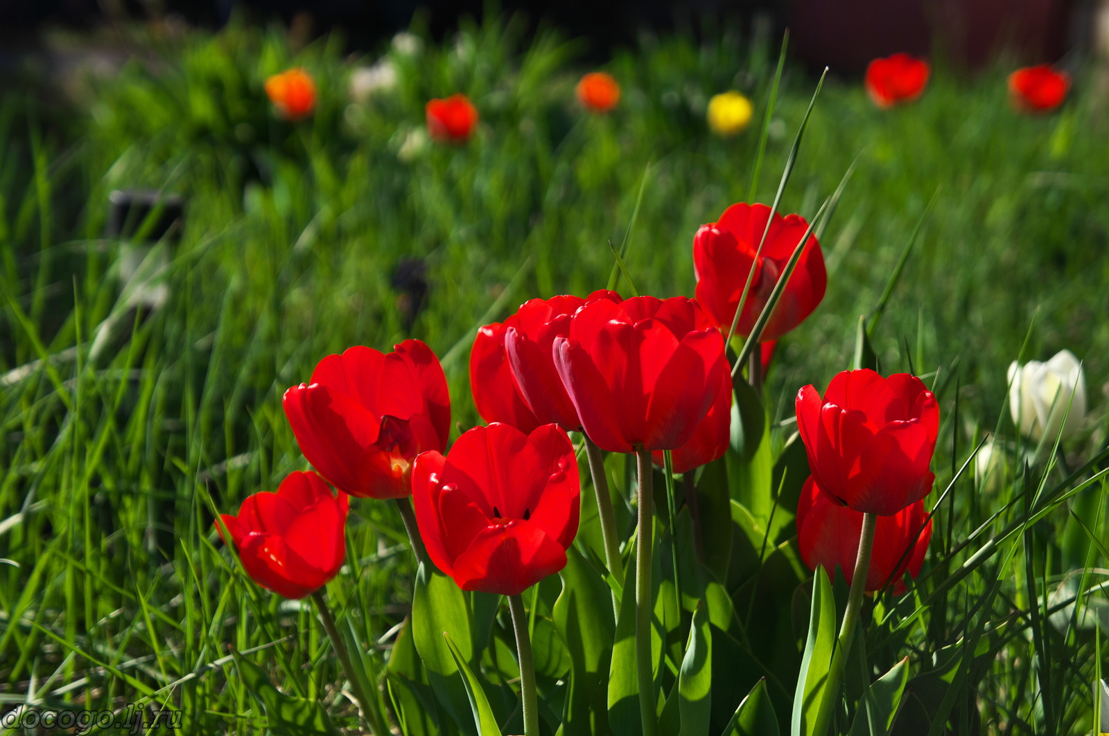 Red-handed spring turnout - My, Spring, Plague spring, Flowers, Kalach-on-Don, Longpost