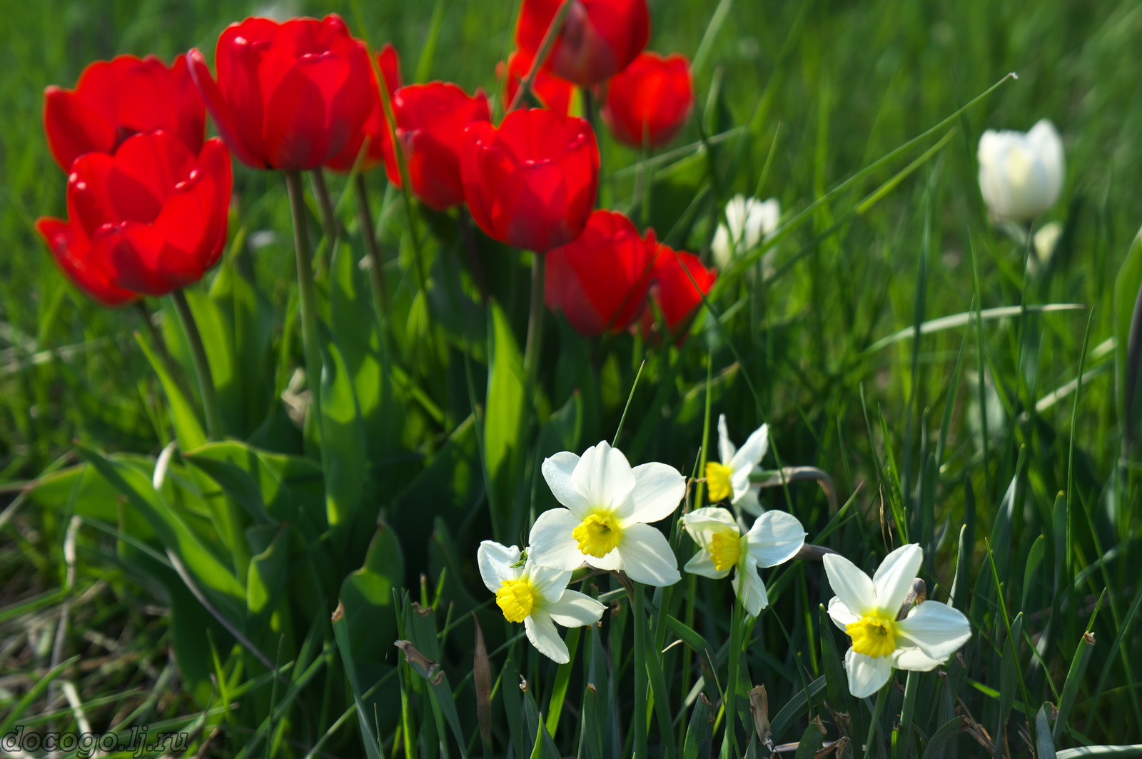 Red-handed spring turnout - My, Spring, Plague spring, Flowers, Kalach-on-Don, Longpost