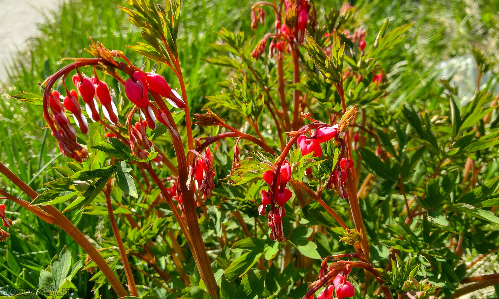 Red-handed spring turnout - My, Spring, Plague spring, Flowers, Kalach-on-Don, Longpost