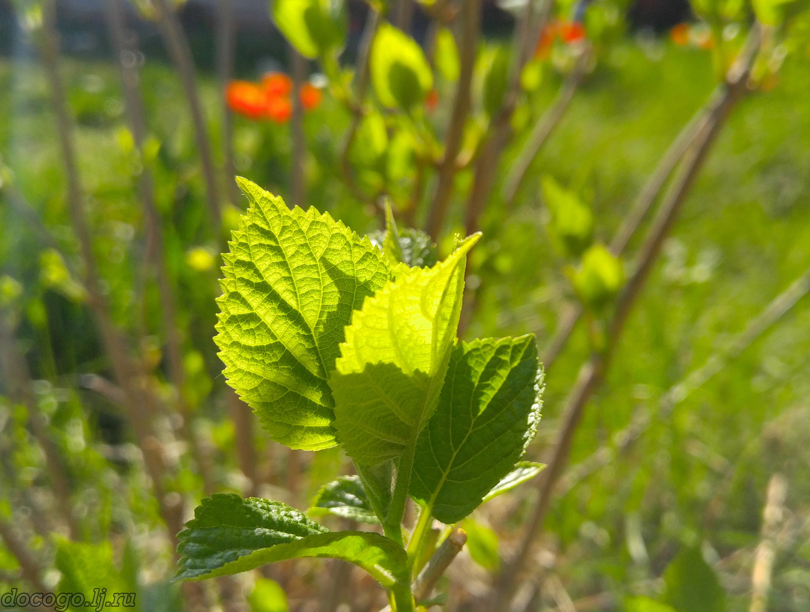 Red-handed spring turnout - My, Spring, Plague spring, Flowers, Kalach-on-Don, Longpost