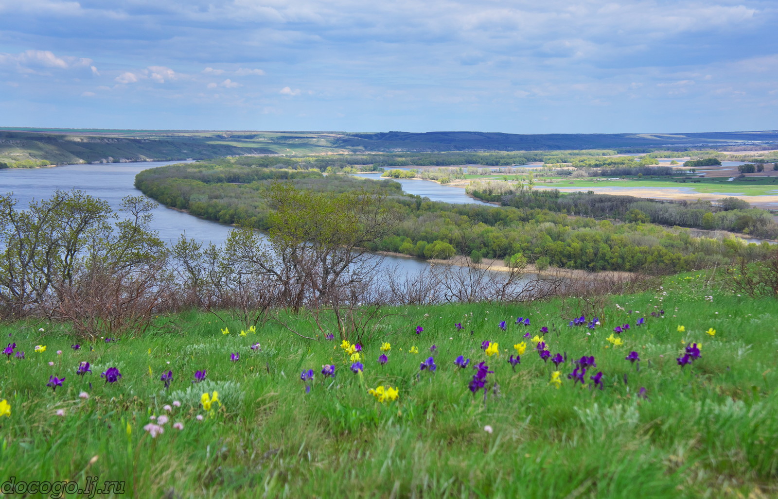 Red-handed spring turnout - My, Spring, Plague spring, Flowers, Kalach-on-Don, Longpost