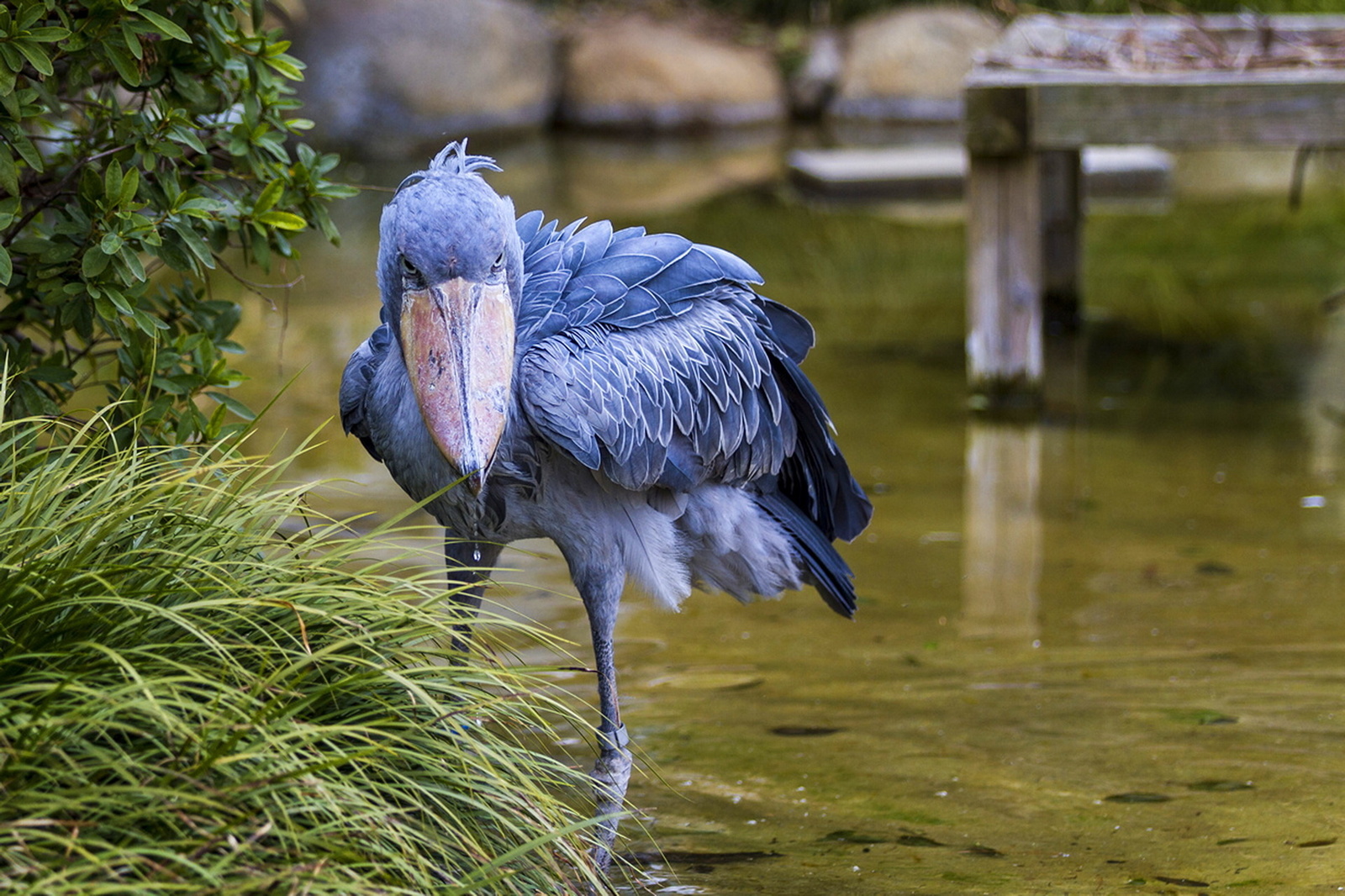 Book of Animals: Kitoglav - My, Shoebill, Animals, Wild animals, Animal book, Longpost