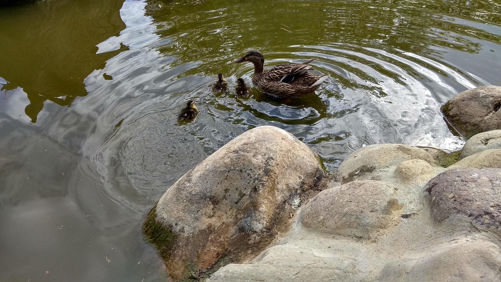 Duck and ducklings - Duck, Ducklings, The park, Pond, Italy, Longpost