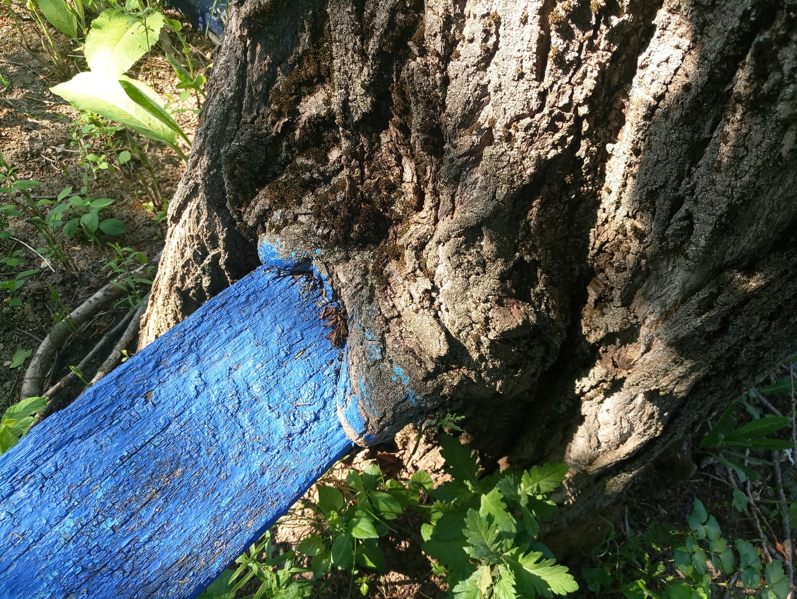 Time and nature - Bench, Poplar, Time, Nature, Longpost