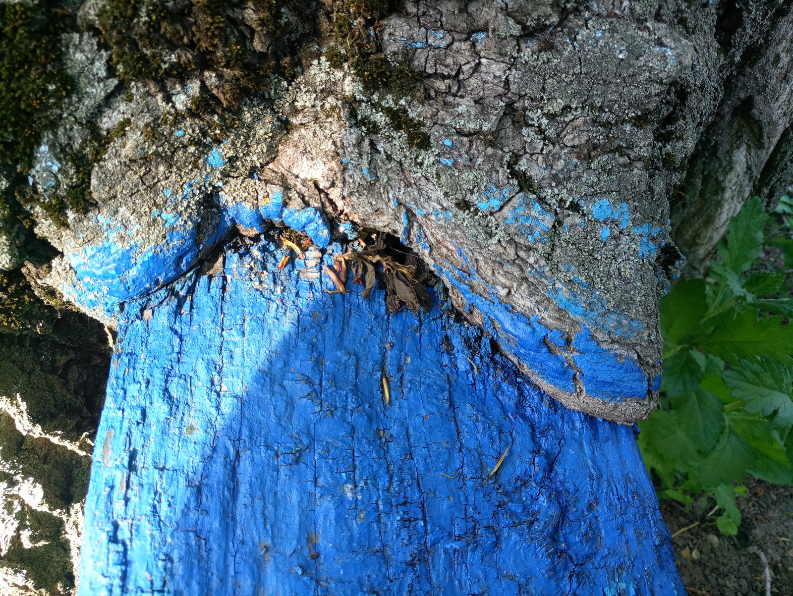 Time and nature - Bench, Poplar, Time, Nature, Longpost