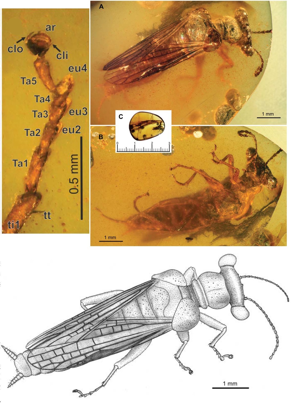 Aliens from amber - Paleontology, Insects, Amber, Cockroaches, Mantis, The science, Interesting, Longpost